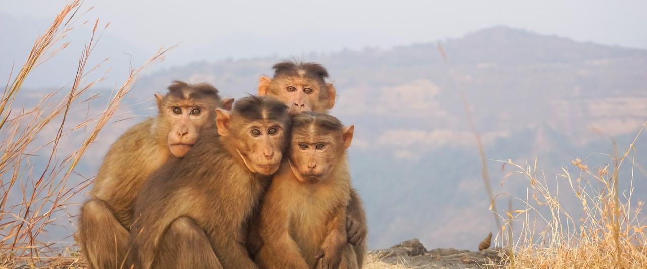 banner monkeys