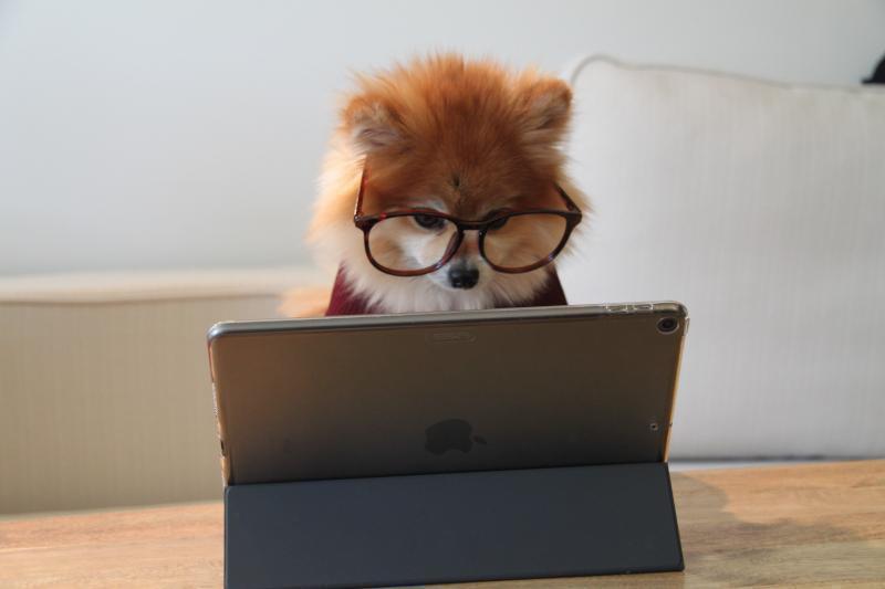 Cute doggie at a computer