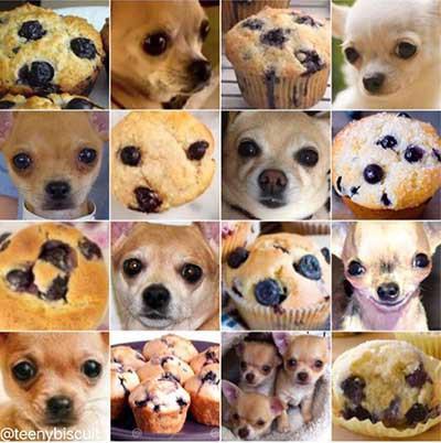 Muffin or Chihuaha?!